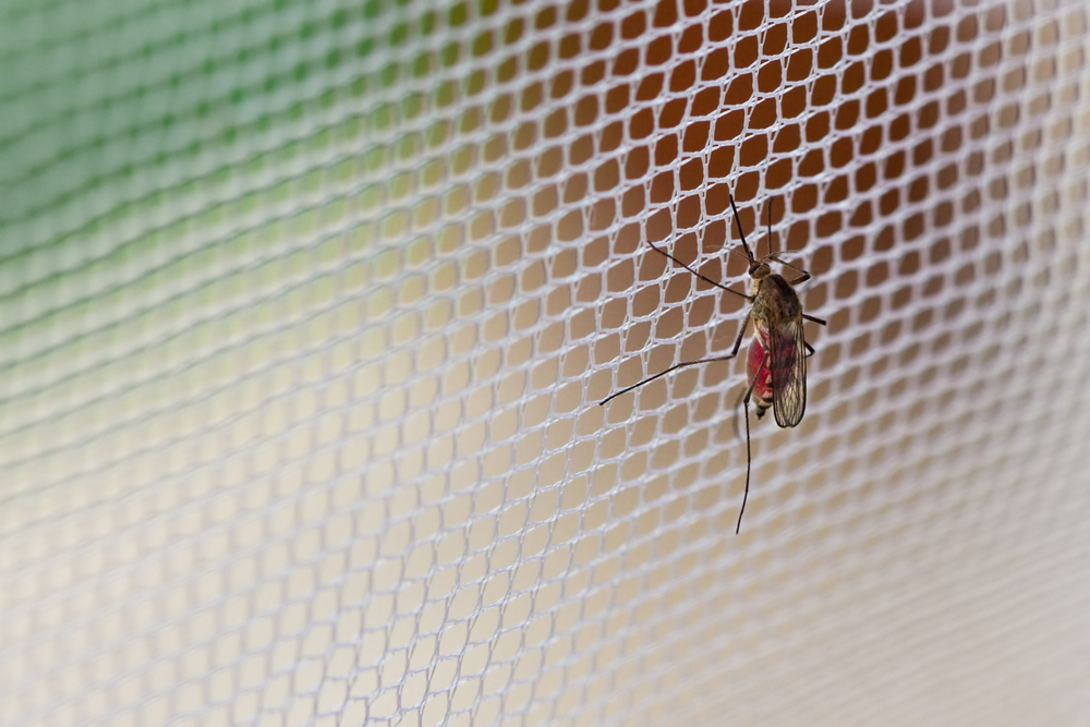 insect net
