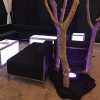 trees along side black lounge chairs